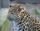 Leopardin pentu