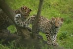 2 leopardin pentua