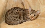 Ocicat