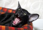 Yawning cat