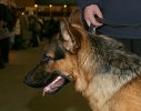 German Shepherd Dog