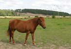 Horse and birds