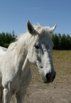 White horse head