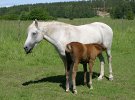 Mare nursing