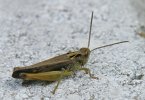 Grasshopper