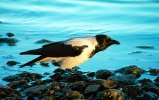 Magpie