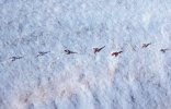 Bird tracks