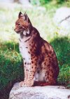 Kisu-lynx