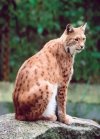 Lynx