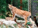 2 lynxes