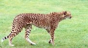 Cheetah walking