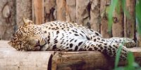 Leopard sleeping