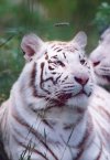 White tiger face