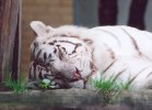 White tiger sleeping