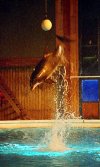 Dolphin jump