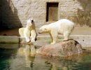 2 polar bears