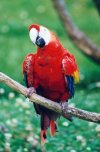 Parrot