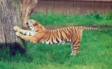 Tiger stretch