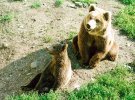 2 bears