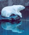 Polar bear