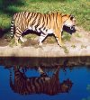 Tiger with reflection