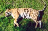 Tiger sleeping