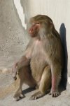 Baboon