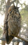 Eagle owl