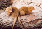 Dwarf mongoose