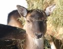 Fallow deer