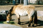 Przewalski's horse