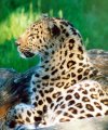 Leopard profile