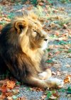 Autumn-lion