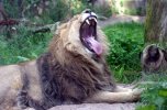 Male lion yawning