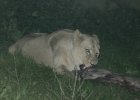 Lion eating meat