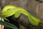 White lipped tree viper