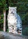 Snow leopard