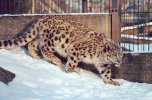 Snow leopard