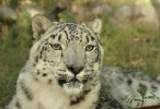 Snow leopard face