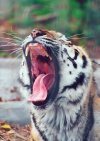 Tiger yawning