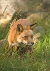 Red fox