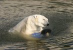 Polar bear shaking water off