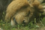 Male lion sleeping