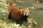 Red panda