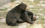 Two sun bears