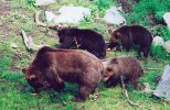 Bear with cubs